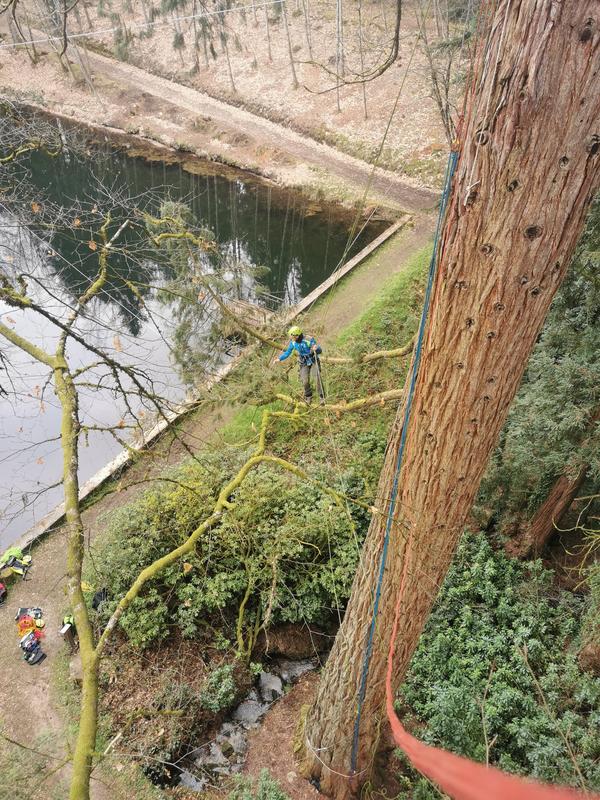Stages à la journée &quot;Devenir grimpeur d'arbres&quot;