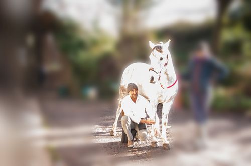 ostéopathe D.O, humain, équin, canin.