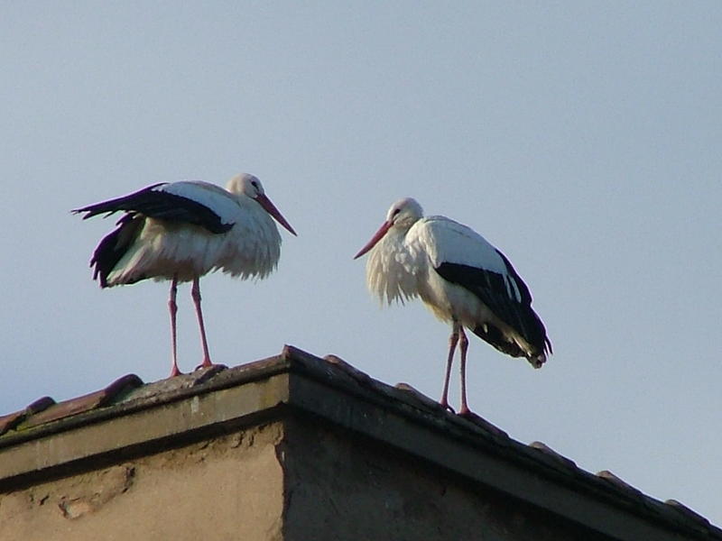 Promenade à la découverte des cigognes