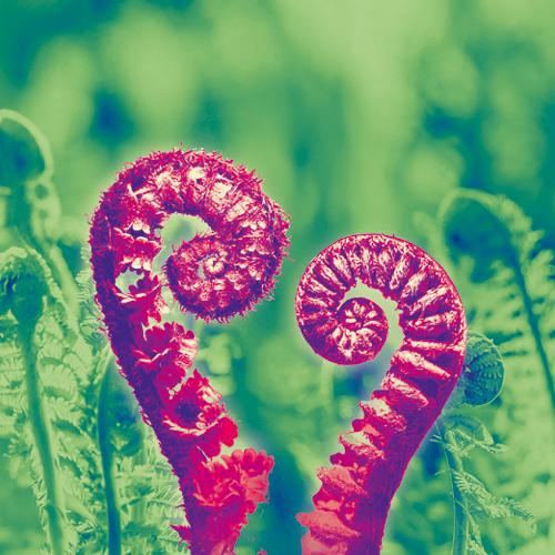 Orchestre - le Violon amoureux