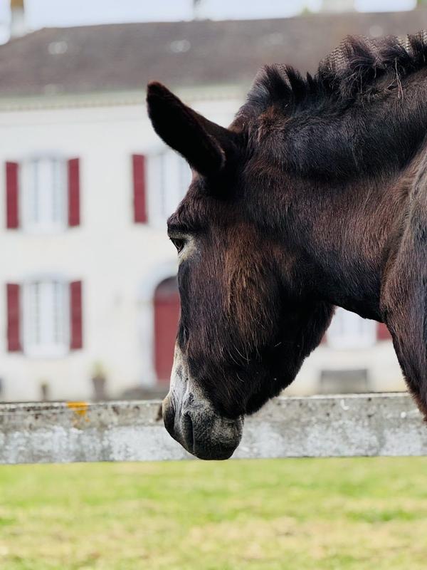 Maison - 365 m² - 8 pièces