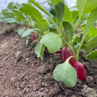 Ferme du Loup Ravissant