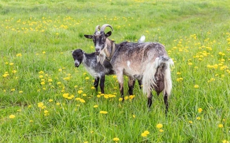 Maison - 250 m² - 9 pièces