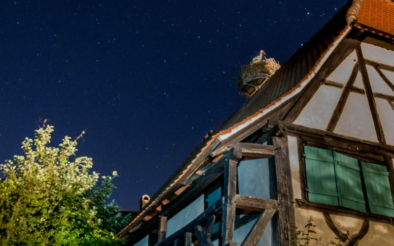 Rendez-vous nature : la tête dans les étoiles