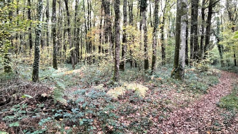 Terrain - 18 490 m²