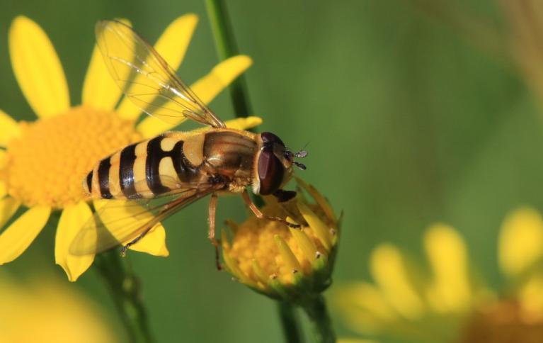 Marche gourmande "A la découverte des Vergers"