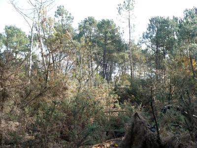 Terrain - 14 360 m²