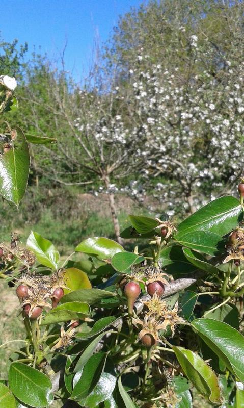 Permaculture au Jardin des Cabanes
