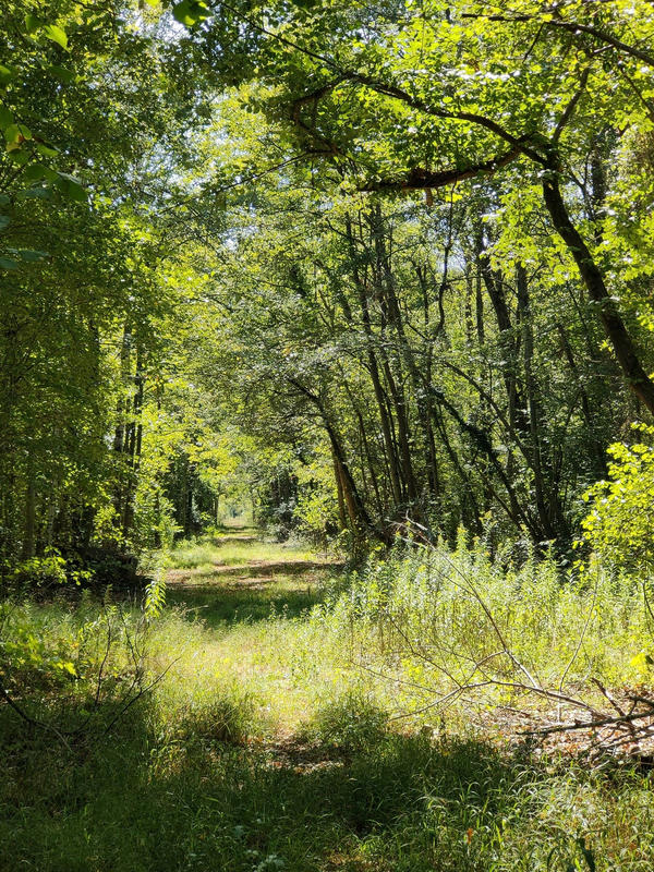 Balade contée - l'écho de la forêt