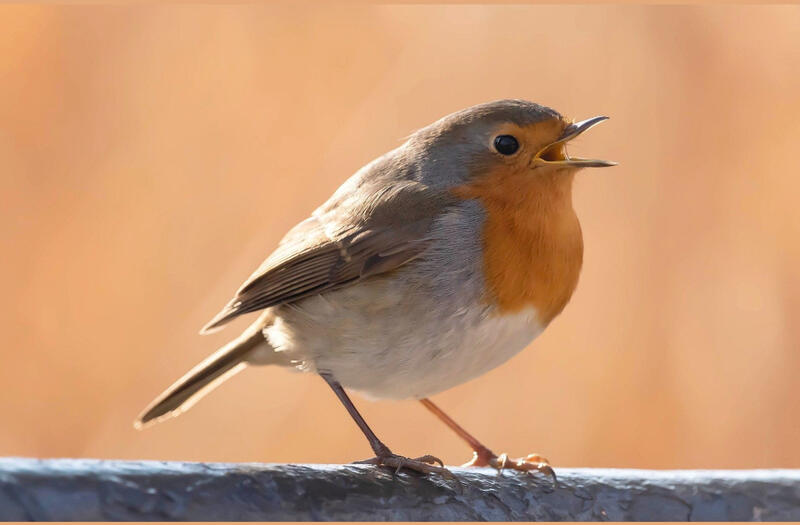 Conférence | la musique des oiseaux