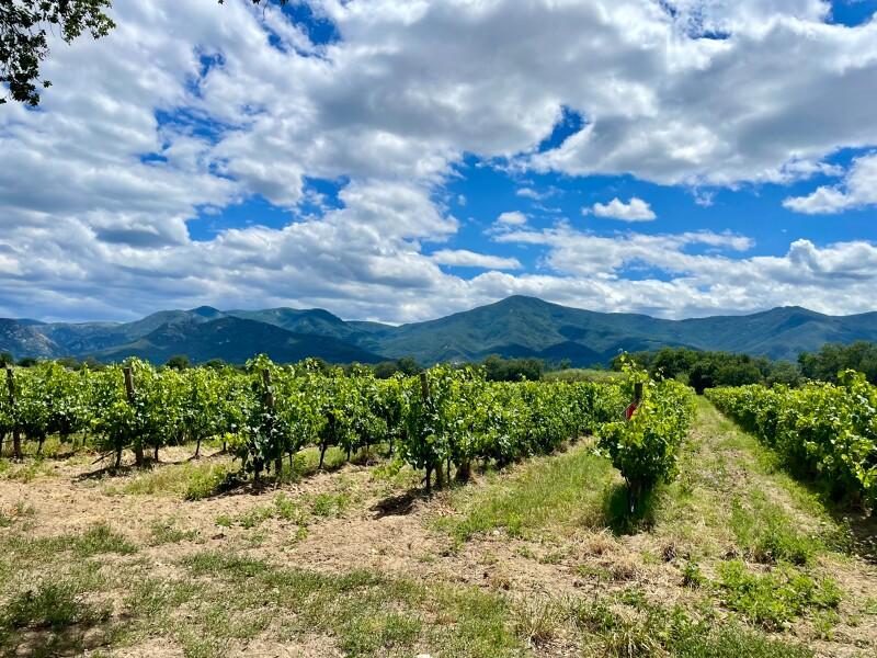 Balade en Solex et Degustation de Vins