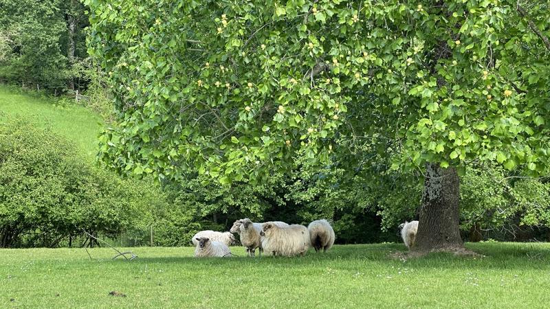 Maison - 220 m² - 7 pièces