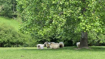 Maison - 220 m² - 7 pièces