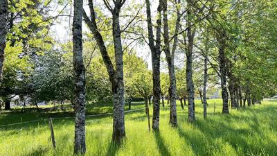 Maison ancienne - 226 m² - 10 pièces