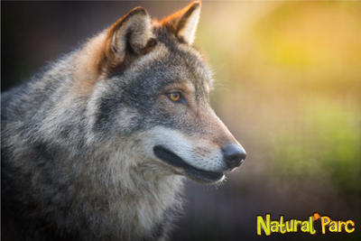 Natural' Parc