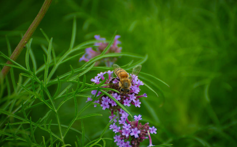 Rendez-vous nature : Rencontre avec la cigogne d'Alsace