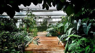 Évasion sous les tropiques