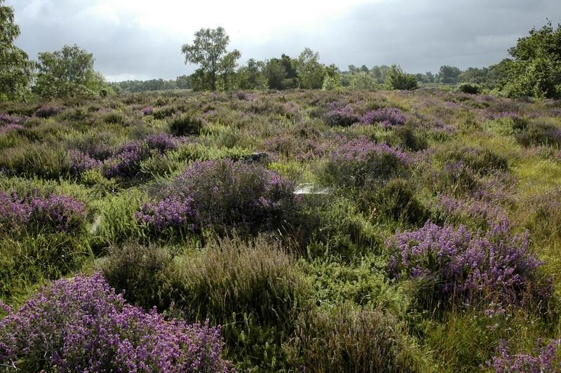 Balade nature : Jeu de piste au Vaudobin