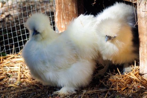 Jardin aux Plantes Parfumées