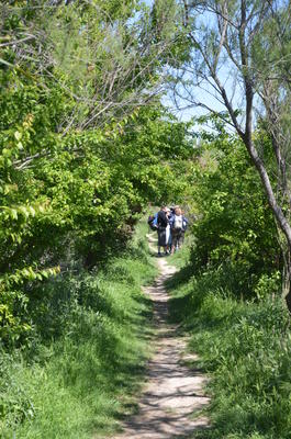 Randonnée commentée : la petite Camargue marignanaise
