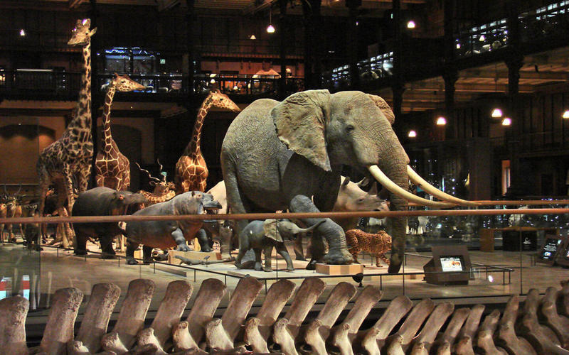 Balade muséale « Muséum d’Histoire Naturelle - Paris »