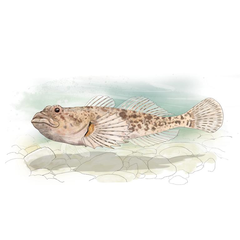 Les poissons de nos rivières