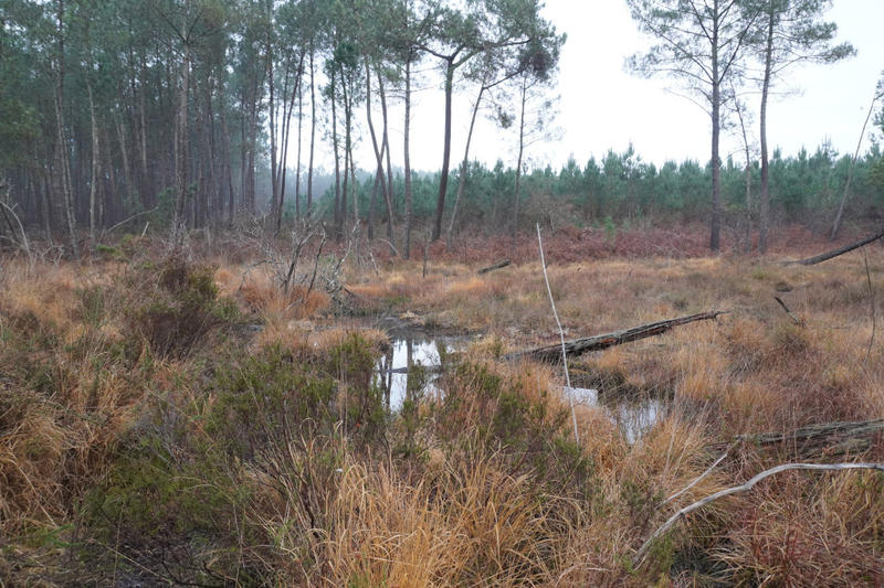 Journée mondiale des Zones Humides