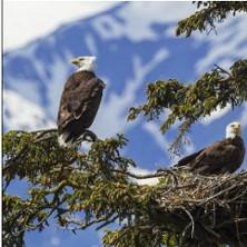 Tout est Calme dans les Hauteurs - Théâtre du Rond-Point, Paris