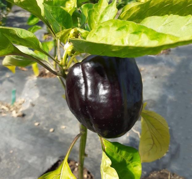 Aux Serres Hermitoises