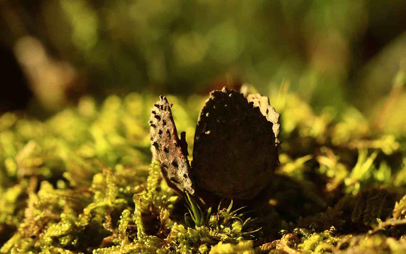 Randonnée accompagnée : pister la nature