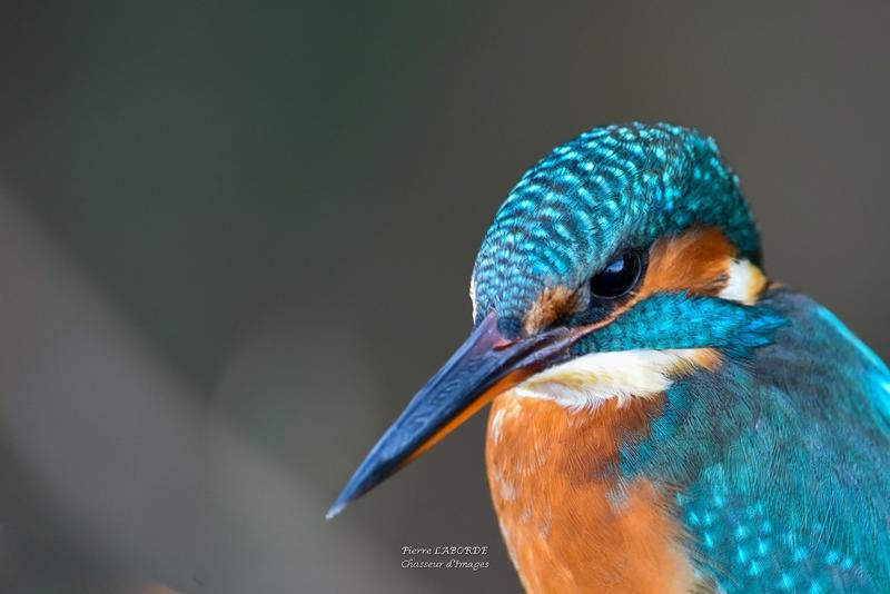 Rencontre artiste : Pierre Laborde