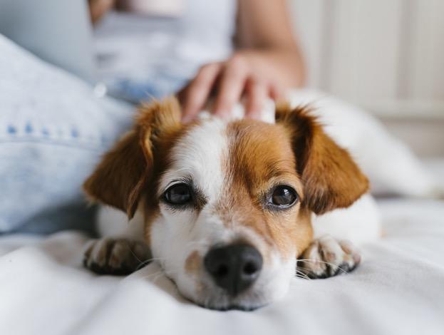Pharmacie Coeur de Brenne