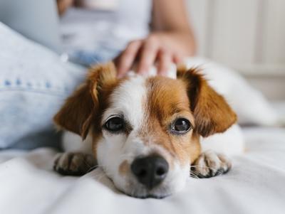 Pharmacie Coeur de Brenne