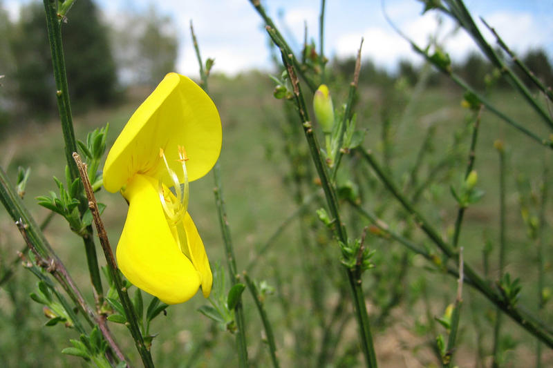 Club Vosgien : les deux Kefey