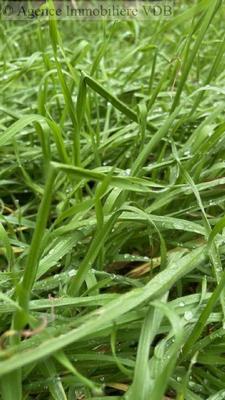 Terrain constructible - 235 m²