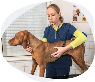 Clinique Vétérinaire des Mille Etangs