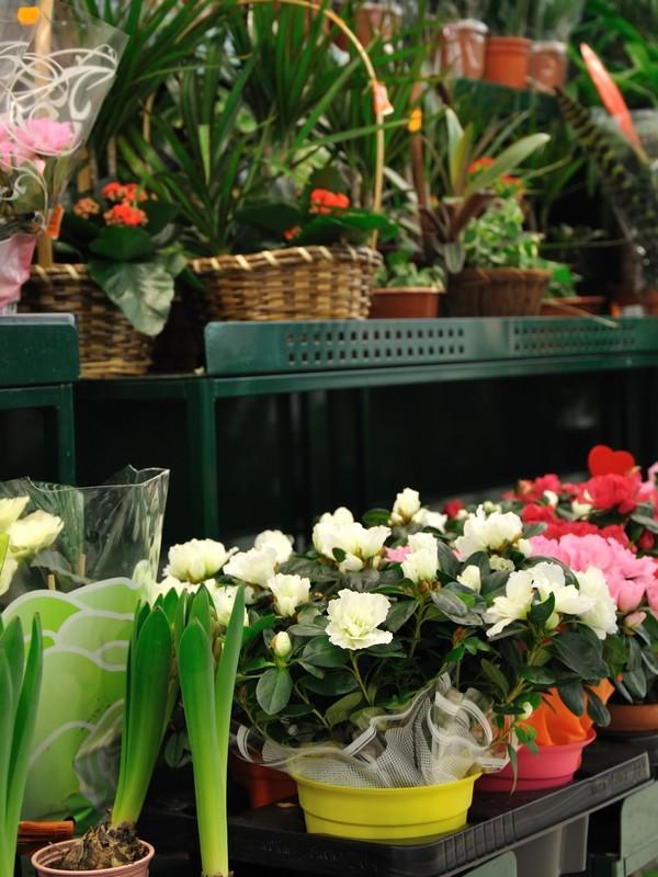 Marché aux fleurs