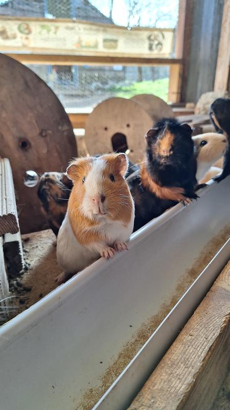 Chasse aux Trésors de Printemps