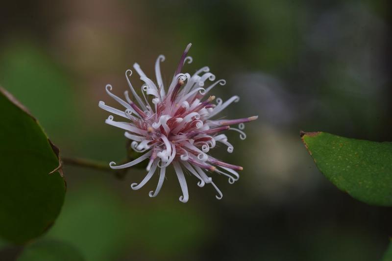 Atelier fleur de Bach