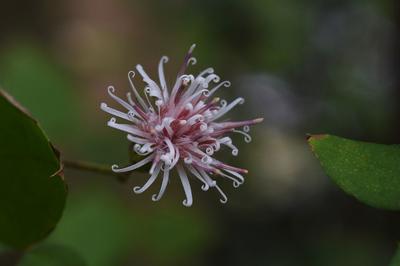 Atelier fleur de Bach