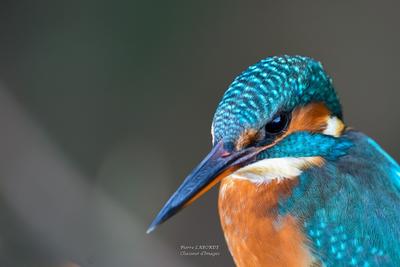 Rencontre artiste : Pierre Laborde