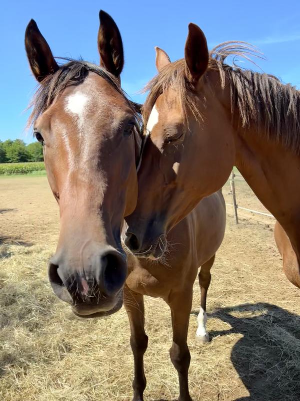 Ecole d'équitation les Ecuries du Dropt
