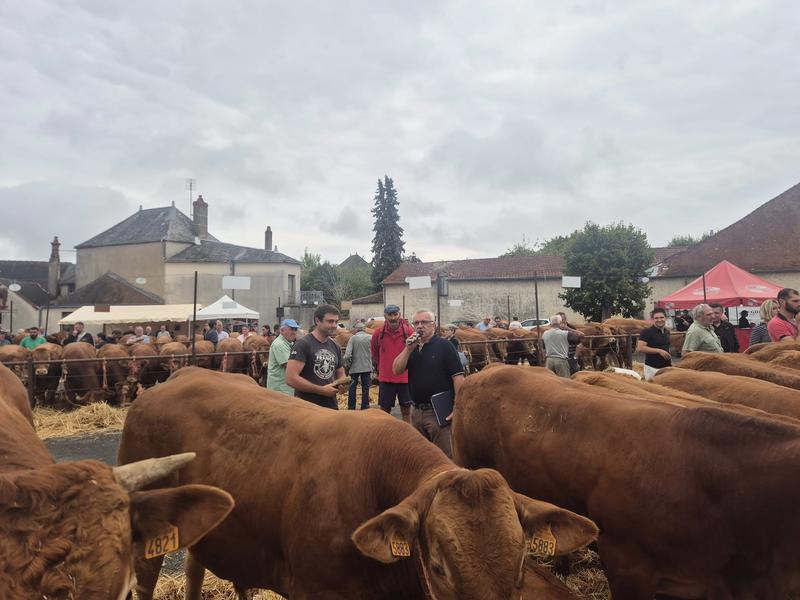 Foire bovine