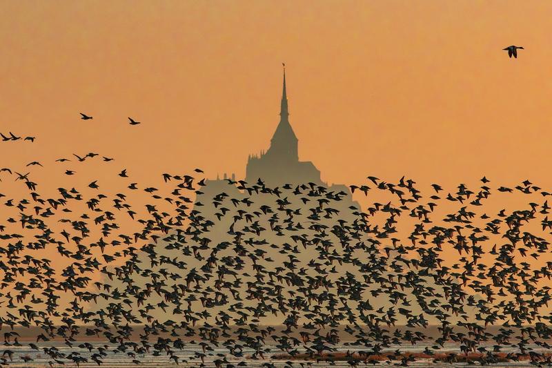 Conférence grand public : la Baie sauvage par le photographe animalier Pascal Percheron