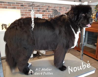 A l'Atelier des 4 pattes