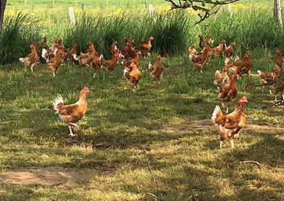 Gaec Ferme les Alizés