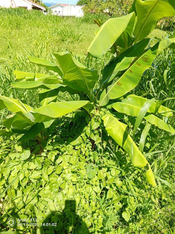 Terrain constructible - 556 m²