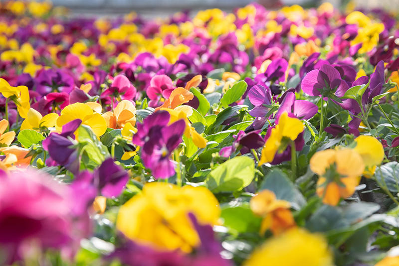 Je créé mon jardin condimentaire