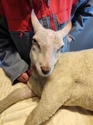 Cabinet Vétérinaire des Sources