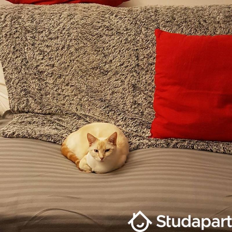 Chambre - 11 m² - 1 pièce